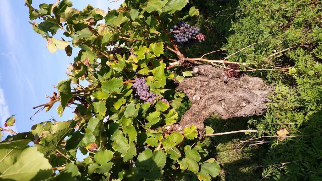 Le Clos Des Aramons Bernis Eksteriør bilde